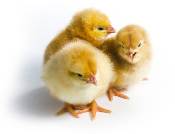 poussins